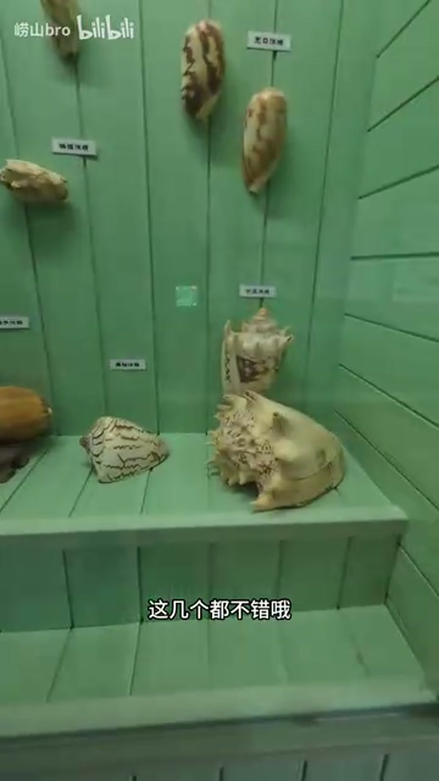 贝壳楼内部:百万枚贝壳镶嵌的墙面与标本陈列
